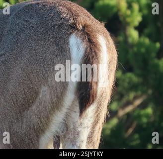 Cervo colombiano dalla coda nera (Odocoileus hemionus columbianus), Mammalia, Sunset Dr, Pacific Grove, CA, NOI due cervi muli si foraggiavano tra le dune di sabbia tra i fiori di parallina delle Menzies. Molti dei fiori da parati sono stati ingabbiati per prevenire il foraggiamento di questa rara pianta. Collegamento all'osservazione di Wallflower: https://www.inaturalist.org/observations/151561546 cervi colombiani dalla coda nera (Odocoileus hemionus columbianus). Un cervo maschile si chiama cervo o cecchino. Una femmina di cervo si chiama "doe". Un giovane cervo si chiama fawn o vitello. Caratteristiche: La caratteristica più notevole del cervo colombiano dalla coda nera è il t Foto Stock