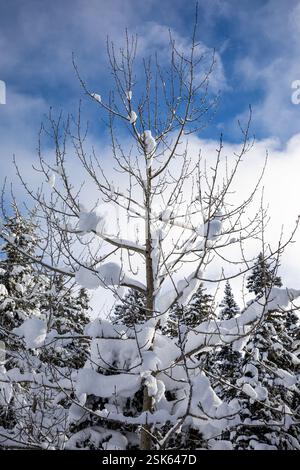 WA28129-00...WASHINGTON - neve su un albero deciduo lungo la pista di sci di fondo di Amabilis Mountain. Foto Stock