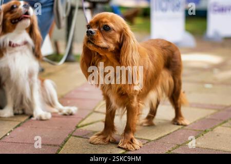 Ruby Cavalier King Charles Spaniel che posa un ritratto all'aperto Foto Stock
