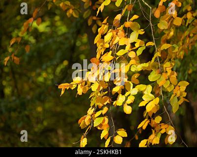 Le foglie gialle brillanti pendono sui rami e inaugurano l'autunno. Foto Stock