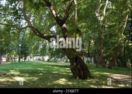 L'antico albero con rami intrecciati e tronchi ricoperti di muschio si erge alto in un parco illuminato dal sole, evocando un senso di intramontabilità e resilienza. Il suo gnarl Foto Stock