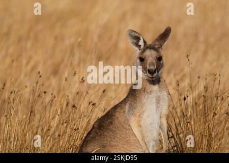 E' Dry nel Roo Country Foto Stock