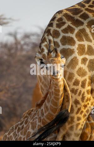 Foto ritratto di una simpatica giraffa che coccola sua madre, la fauna selvatica e il safari in Namibia, Africa Foto Stock