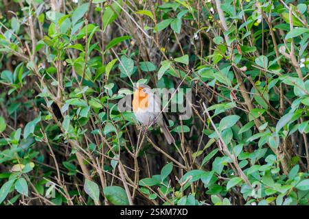 Robin europeo, erithacus rubecula, arroccato in una siepe. Regno Unito Foto Stock