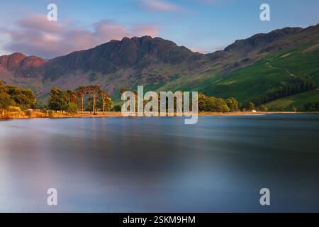 Luce del sole dorata sulla fila di pini scozzesi sulla costa di Buttermere nel Lake District, Regno Unito. Foto Stock