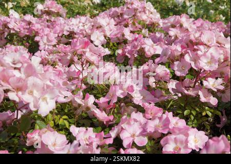 A Braga, in Portogallo, si dispiega un vivace arazzo naturale. Un fiorente cespuglio rosa si erge alto, i suoi fiori sono in piena fioritura. Ogni petalo, una masterpie Foto Stock