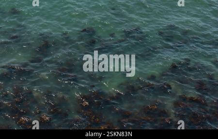 molte alghe in acqua verde vicino alla costa marina, sfondo naturale Foto Stock