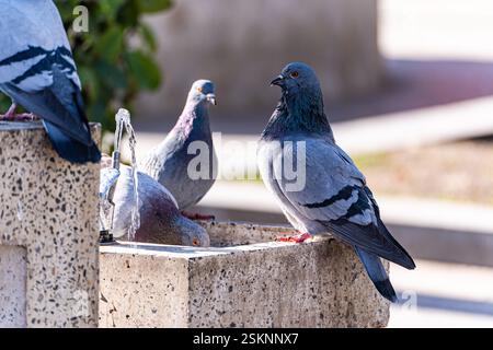 Primo piano di quattro piccioni in piedi su una fontana di pietra in strada, Georgia Foto Stock