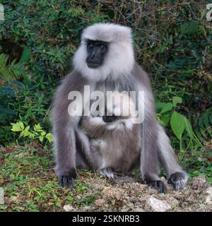 Primo piano di un langur grigio delle pianure settentrionali (Semnopithecus entellus) seduto su una strada con il suo bambino, il Bhutan Foto Stock