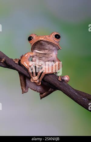Primo piano di una rana marrone del Borneo seduta su una filiale, il Borneo, Indonesia Foto Stock