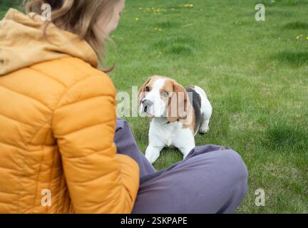 Una donna insegna al suo giovane beagle rosso, bianco e marrone ad obbedire mentre cammina con lei sul prato. Addestrare un animale domestico amato in natura. Stile di vita. Messa a fuoco o Foto Stock
