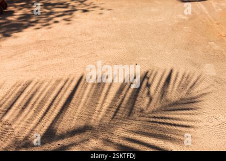 L'ombra di una palma si estende attraverso la sabbia calda, creando un suggestivo motivo tropicale. La luce soffusa e il terreno ruvido sottolineano il gioco Foto Stock