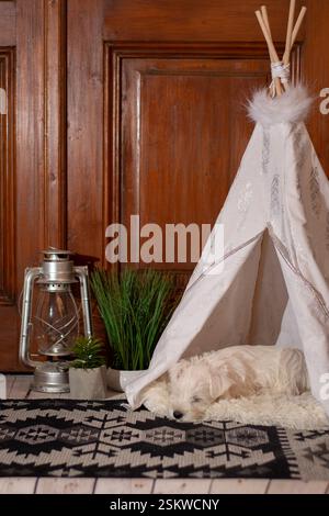 Piccolo cucciolo che dorme in un teepee Foto Stock