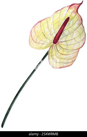 Illustrazione del fiore di antracio ad acquerello. Illustrazione disegnata a mano di piante esotiche tropicali. Disegno botanico per biglietti d'auguri o inviti di nozze Foto Stock