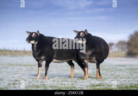 Badger affrontò le pecore Texel in un campo coperto di gelo nella Eden Valley, in Cumbria. Foto Stock