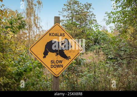 Cartello segnaletico per i koala in Australia. Foto Stock