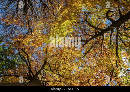 Faggi Fagus sylvatica, che guardano i tronchi di tre alberi al meraviglioso colore autunnale delle foglie contro un cielo blu, North Yorkshire, ottobre Foto Stock