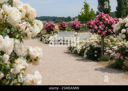 Due panchine su un sentiero tra una varietà di cespugli di rose in diversi colori Foto Stock