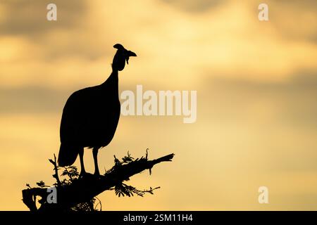 Guinea Fowl con elmetto (Numida Meleagris) arroccato su un ramo d'albero. Immagine di silhouette, cielo tramonto di sfondo. Parco nazionale di Hwange, Zimbabwe, Africa Foto Stock