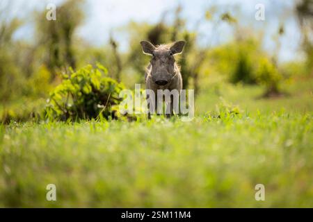 Warthog guardando nella fotocamera, foto con angolo basso dell'animale selvatico. Parco nazionale di Hwange, Zimbabwe, Africa Foto Stock