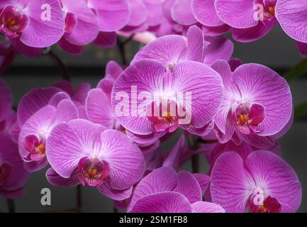 Splendido gruppo di orchidee Phalaenopsis viola o orchidee Moth o Phal con luce naturale soffusa, tonalità di colore pallido, flora, carta da parati orchidea rosa viola Foto Stock