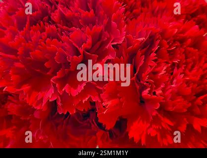 Foto macro di fiori di garofano rosso molto brillanti, foto macro che mostra i dettagli dei petali di fiore, per carta da parati, pubblicità o banner Foto Stock