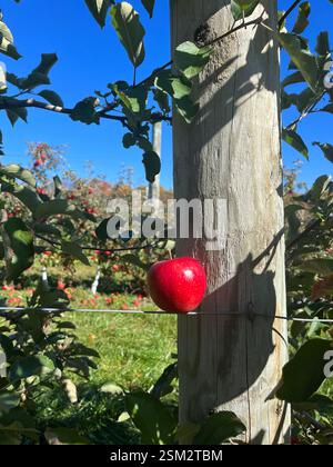 Mela rossa bilanciata su una recinzione in filo metallico in un frutteto Foto Stock