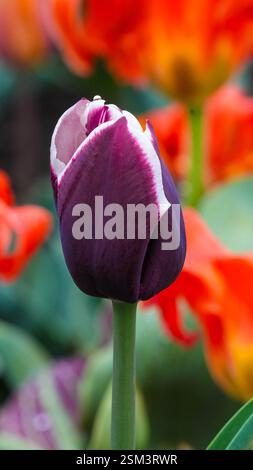 Un primo piano di un vivace tulipano viola in piena fioritura, con tulipani arancioni luminosi sullo sfondo, che mostrano la bellezza e il contrasto di colore della primavera Foto Stock