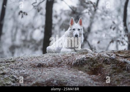 Bellissimo e calmo, soffice ritratto di cane da pastore svizzero all'esterno nella magica foresta innevata. Foto Stock
