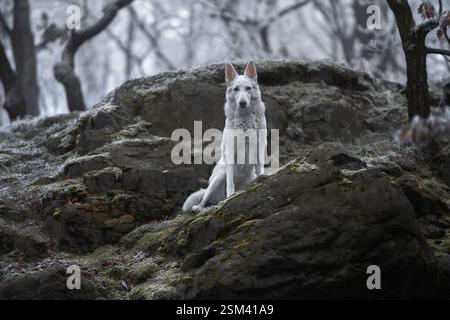 Bellissimo e calmo, soffice ritratto di cane da pastore svizzero all'esterno nella magica foresta innevata. Foto Stock