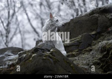 Bellissimo e calmo, soffice ritratto di cane da pastore svizzero all'esterno nella magica foresta innevata. Foto Stock