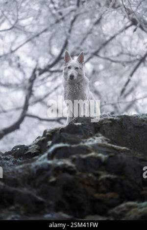 Bellissimo e calmo, soffice ritratto di cane da pastore svizzero all'esterno nella magica foresta innevata. Foto Stock