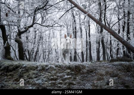 Bellissimo e calmo, soffice ritratto di cane da pastore svizzero all'esterno nella magica foresta innevata. Foto Stock