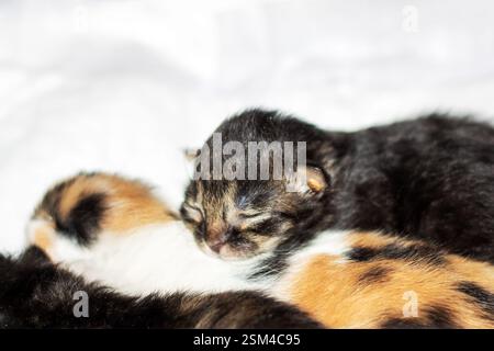 Un gattino calico dorme tranquillamente sulla schiena di un gatto, godendosi un comodo pisolino mentre è immerso comodamente nella sua pelliccia calda Foto Stock