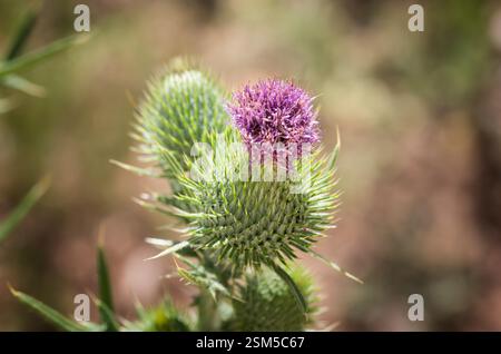 Un vibrante fiore di cardo viola che fiorisce con gemme verdi spighe che lo circondano. Foto Stock