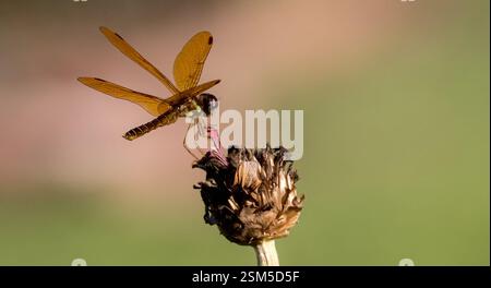 Una foto macro dettagliata di una libellula appollaiata su un fiore essiccato, evidenziando la complessa struttura alare e i dettagli fini del corpo dell'insetto. Foto Stock