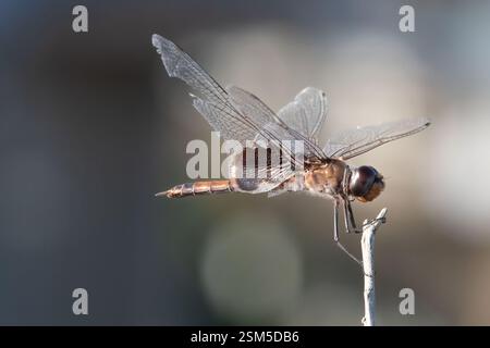 Una libellula con ali intrecciate appollaiata su un ramoscello su uno sfondo sfocato, che mostra dettagli delicati e resilienza nel mondo naturale. Foto Stock