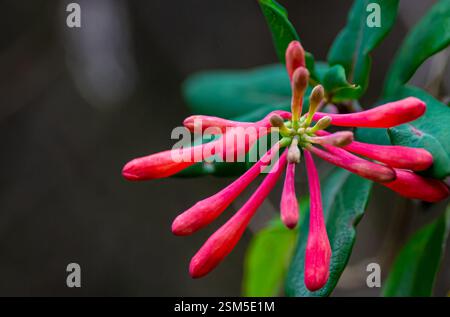 Un vivace fiore rosso di caprifoglio in piena fioritura, adagiato su un morbido sfondo verde. I petali dettagliati e la struttura delicata sono evidenziati. Foto Stock