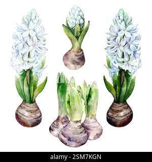 Set di illustrazioni botaniche ad acquerello con giacinti blu in vasi di fiori. Illustrazione acquerello su sfondo bianco. I giacinti disegnati a mano sono adatti per i disegni primaverili e pasquali in delicati colori pastello Foto Stock