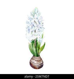 Acquerello botanico raffigurante il Giacinto blu. Illustrazione acquerello su sfondo bianco. I giacinti disegnati a mano sono adatti per i disegni primaverili e pasquali in delicati colori pastello Foto Stock