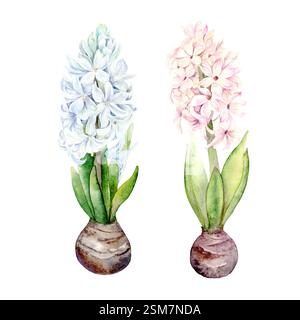 Acquerello botanico raffigurante fiori primaverili giacinti rosa e blu. Illustrazione acquerello su sfondo bianco. I giacinti disegnati a mano sono adatti per i disegni primaverili e pasquali in delicati colori pastello Foto Stock