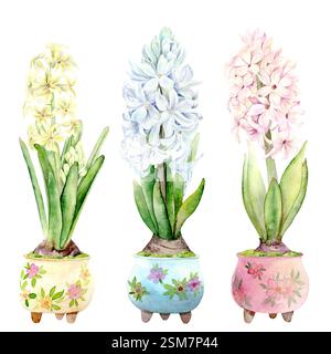 Acquerello botanico raffigurante fiori primaverili rosa, giallo e blu giacinti in vasi di fiori. Illustrazione acquerello su sfondo bianco. Giacinti trafilati a mano adatti per disegni primaverili e pasquali in delicati colori pastello Foto Stock