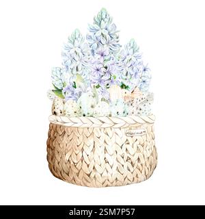 Illustrazione in acquerello di giacinti blu e uova di quaglia in un cestello di vimini. Illustrazione acquerello su sfondo bianco. Giacinti trafilati a mano adatti per disegni primaverili e pasquali in delicati colori pastello Foto Stock