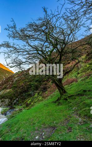 Un albero ricoperto di muschio si staglia contro un vibrante cielo serale nella Carding Mill Valley, circondata da colline lussureggianti e terreni ruggenti Foto Stock