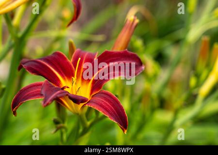 Borgogna profonda e oro Daylily in piena fioritura su un morbido giardino verde Foto Stock