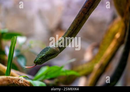 Primo piano di Green Tree Python (Morelia viridis) con la lingua a forma di forca in un lussureggiante habitat tropicale Foto Stock