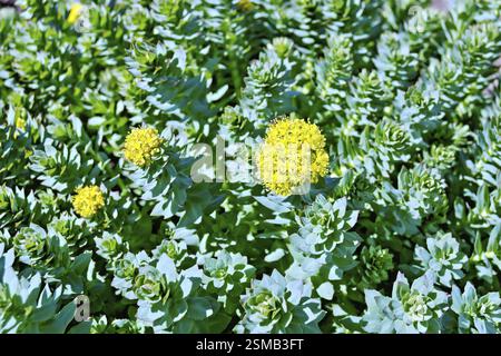 La consistenza delle foglie e dei fiori Rhodiola rosea Foto Stock
