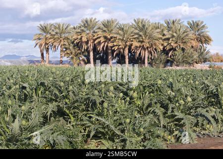 Boccioli di fiori di carciofo commestibili in maturazione 'Cynara cardunculus var. scolymus', noti anche come carciofo globe, palme da dattero sullo sfondo, luce del mattino. Foto Stock