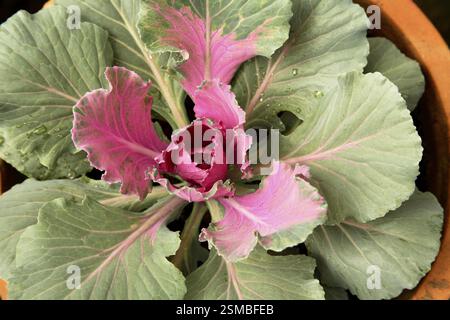 Fioritura cavolo verde o cavolo ornamentale nome latino Brassica oleracea specie Foto Stock