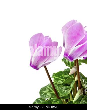 Ciclamino rosa con foglie verdi isolati su sfondo bianco Foto Stock